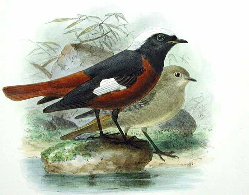 Güldenstädt's Redstart