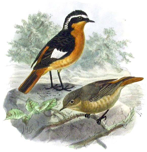 Moussier's Redstart