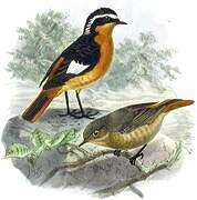 Moussier's Redstart