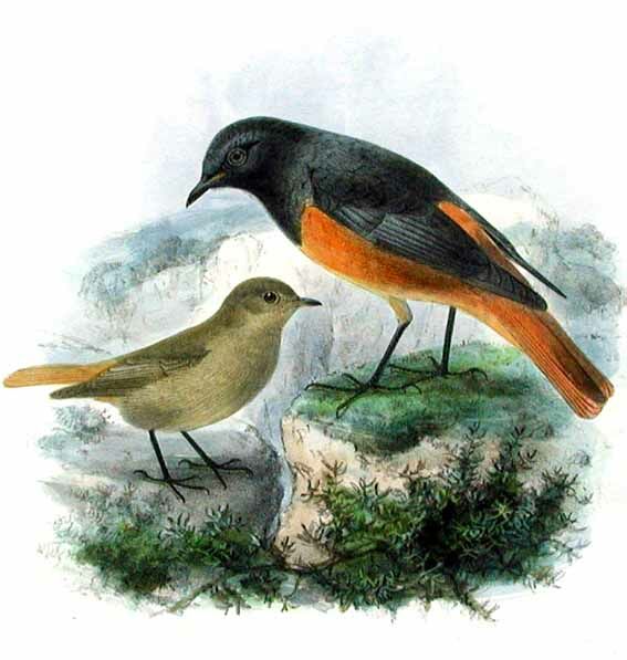 Black Redstart