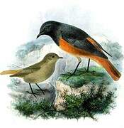 Black Redstart