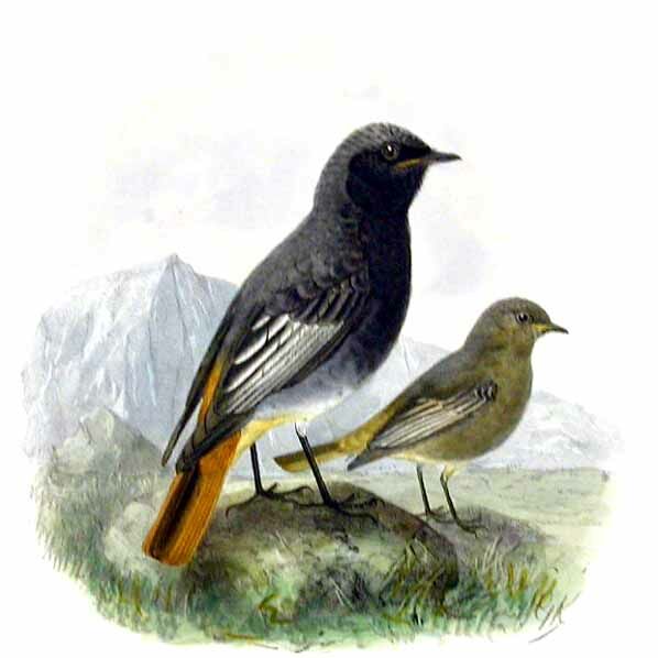 Black Redstart