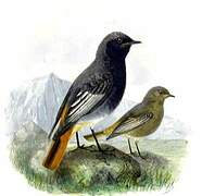 Black Redstart