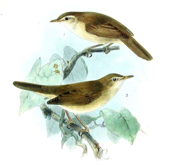 Blyth's Reed Warbler