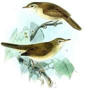 Blyth's Reed Warbler