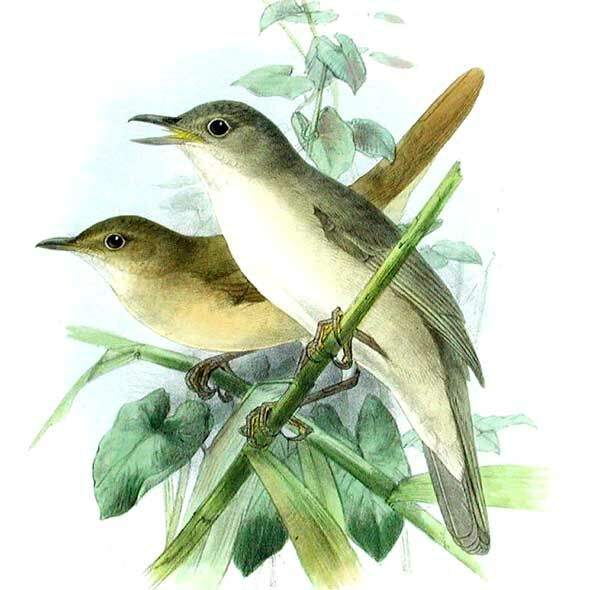 Great Reed Warbler