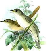 Great Reed Warbler