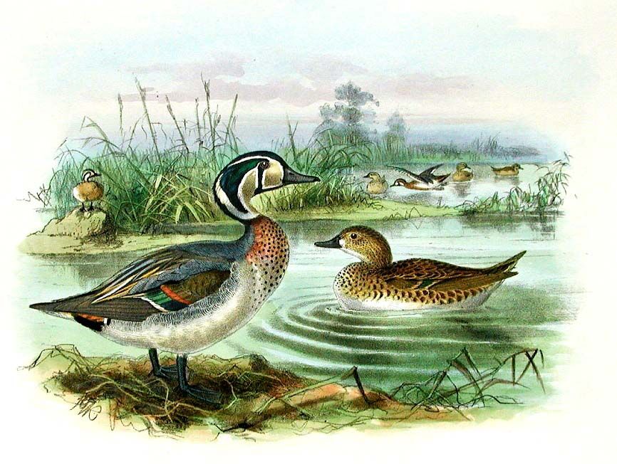 Baikal Teal