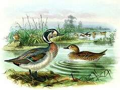 Baikal Teal