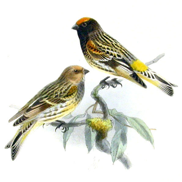 Red-fronted Serin