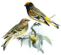 Red-fronted Serin