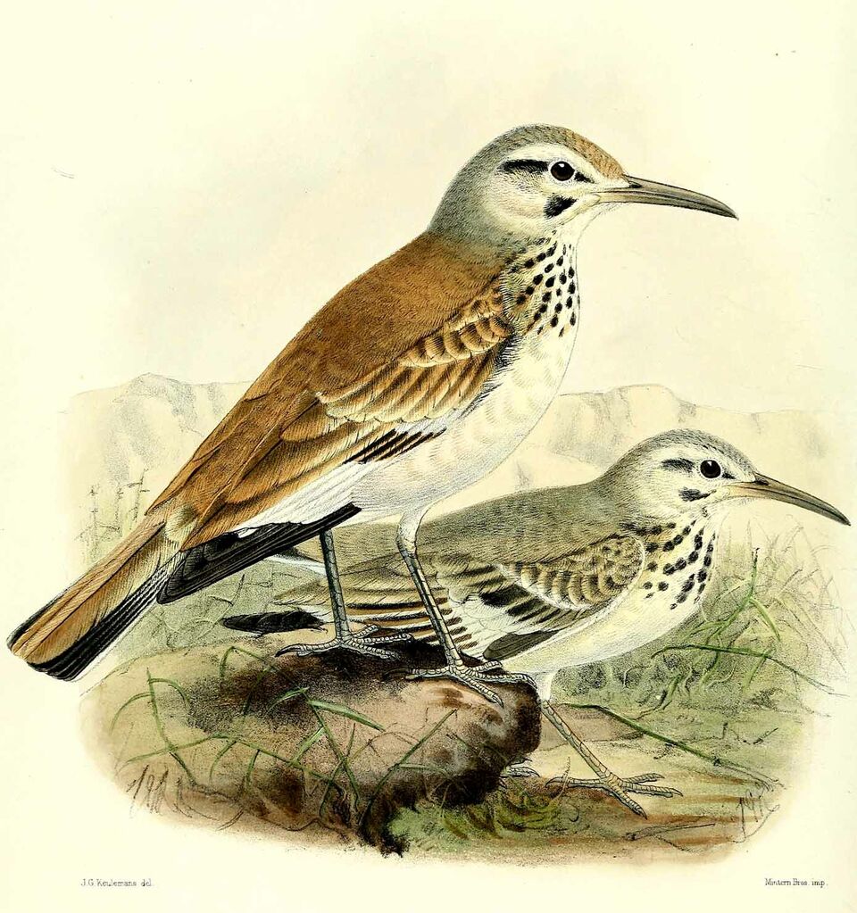 Greater Hoopoe-Lark