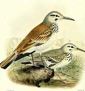 Greater Hoopoe-Lark