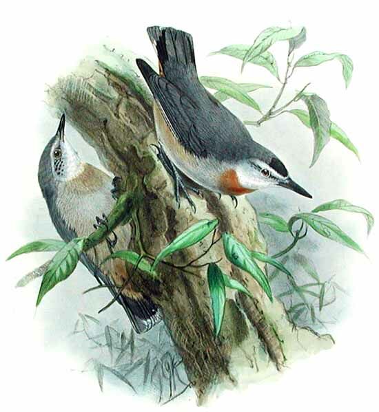 Krüper's Nuthatch