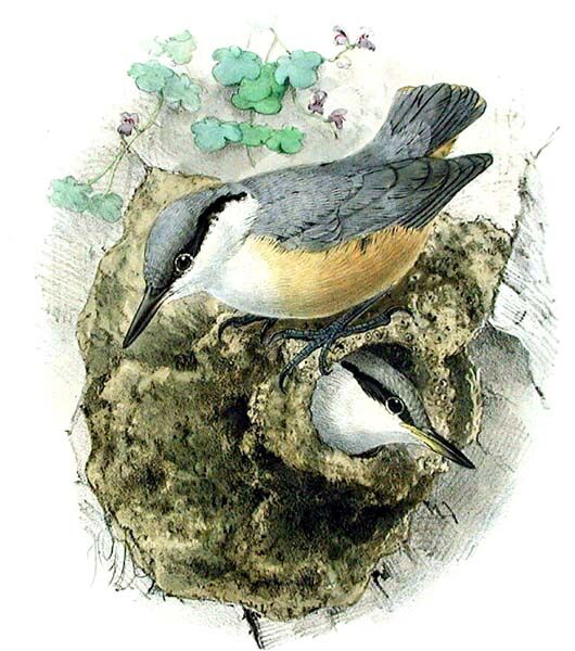 Western Rock Nuthatch