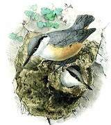 Western Rock Nuthatch