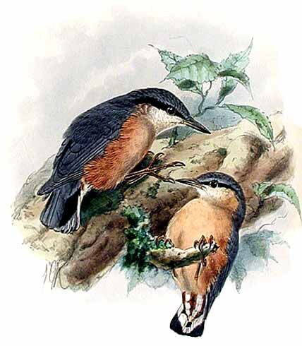 Eurasian Nuthatch