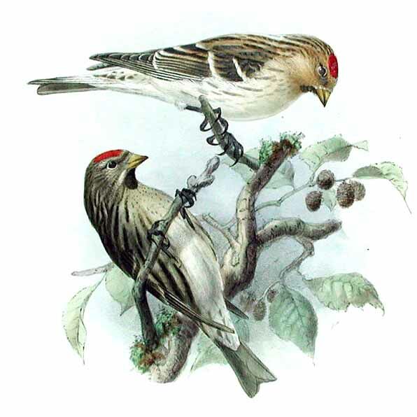 Redpoll (hornemanni)