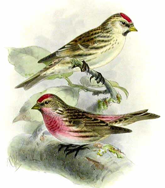 Common Redpoll