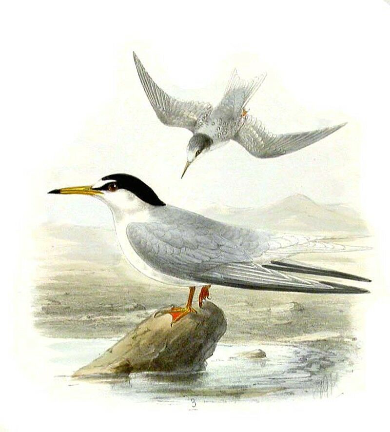 Little Tern