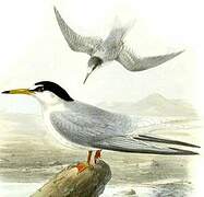 Little Tern