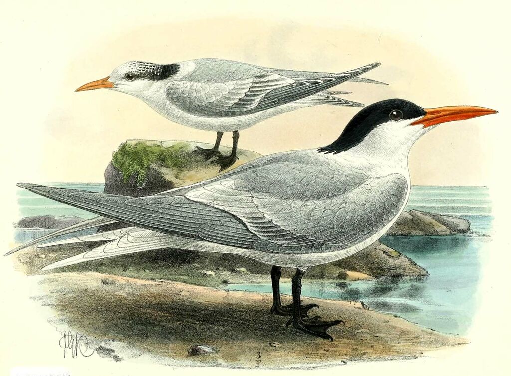 Royal Tern