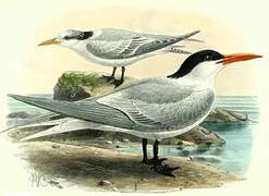 Royal Tern