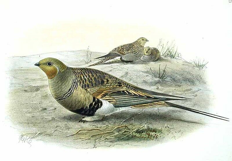 Pallas's Sandgrouse