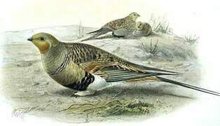 Pallas's Sandgrouse