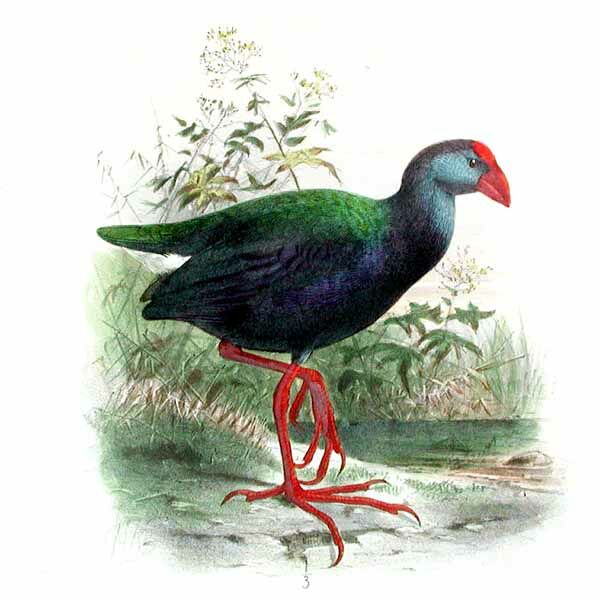 African Swamphen