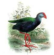 African Swamphen