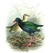 Allen's Gallinule