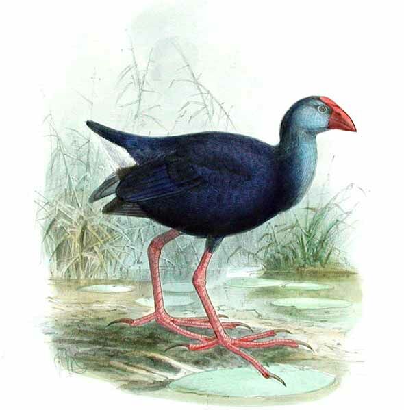 Western Swamphen