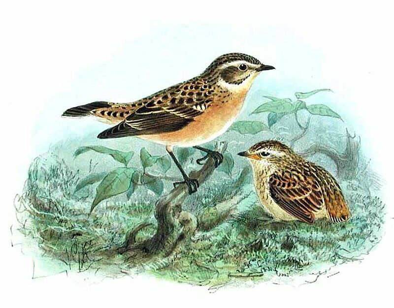 Whinchat