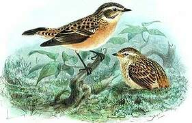 Whinchat