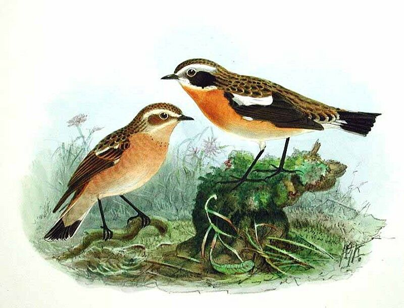 Whinchat