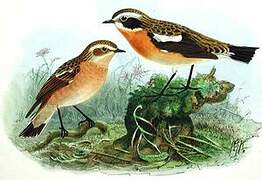 Whinchat