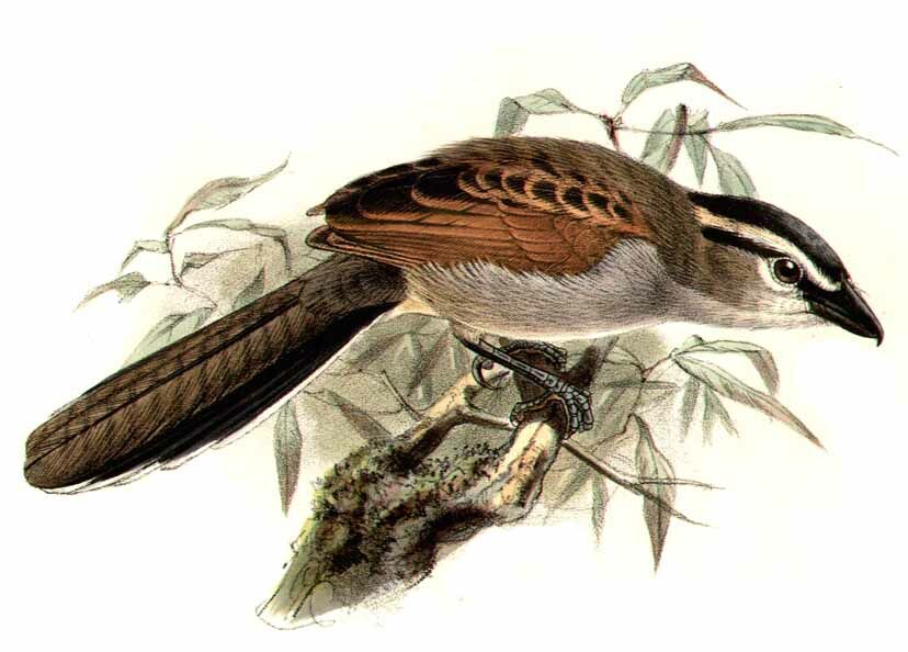 Black-crowned Tchagra