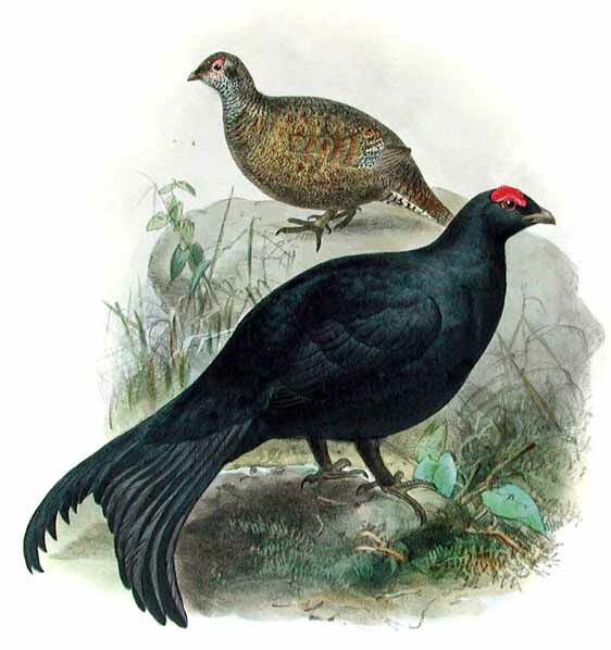 Caucasian Grouse