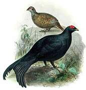 Caucasian Grouse