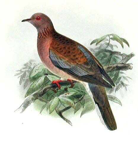 Laughing Dove