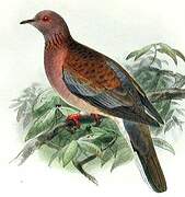 Laughing Dove