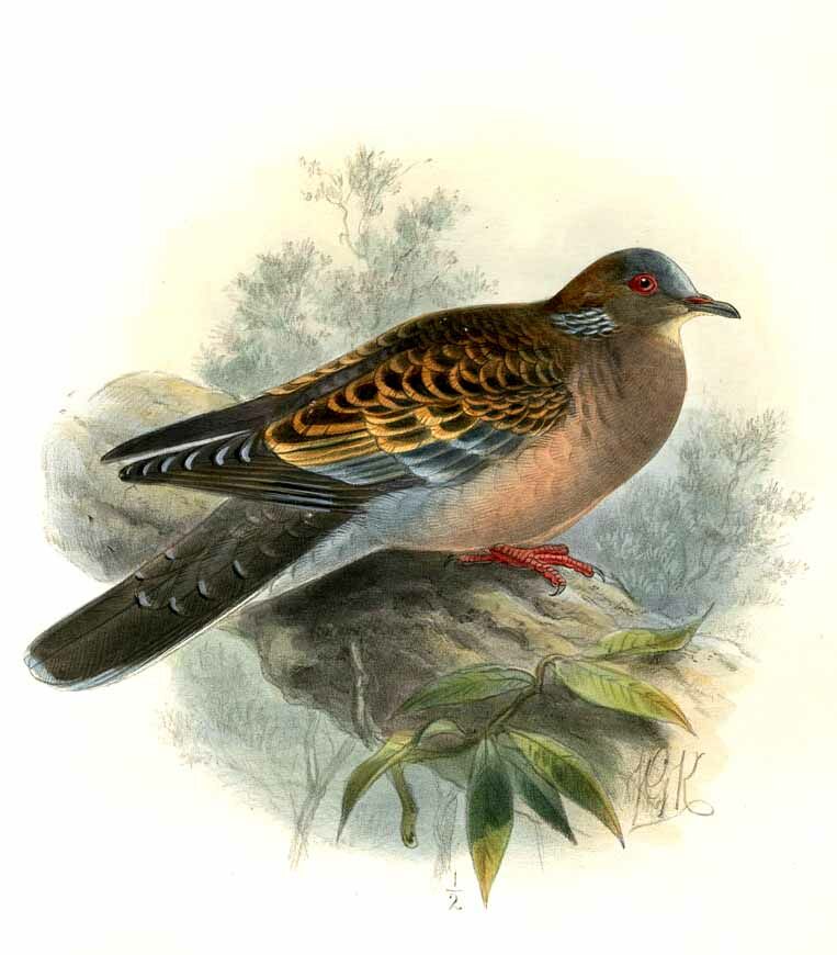 Oriental Turtle Dove