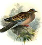 Oriental Turtle Dove