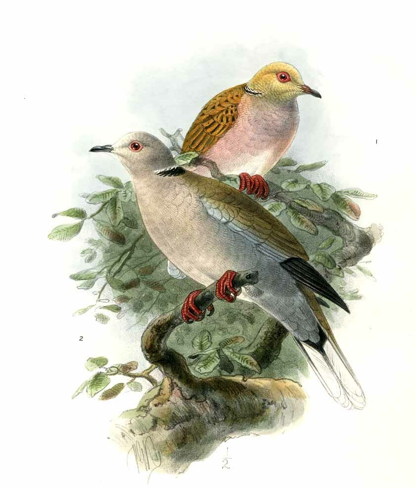 African Collared Dove