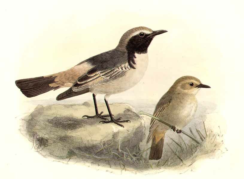 Red-rumped Wheatear