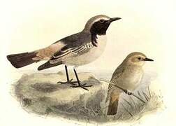 Red-rumped Wheatear