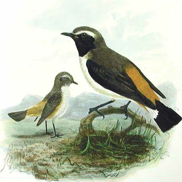 Red-rumped Wheatear