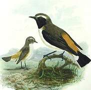 Red-rumped Wheatear