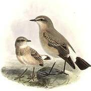 Isabelline Wheatear